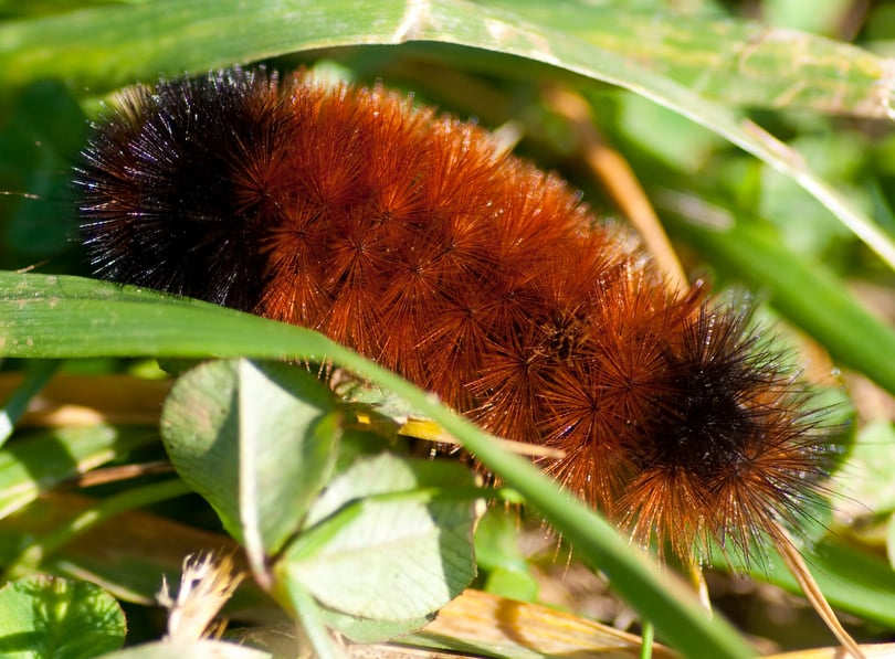Wooly Bear On Grass Stem